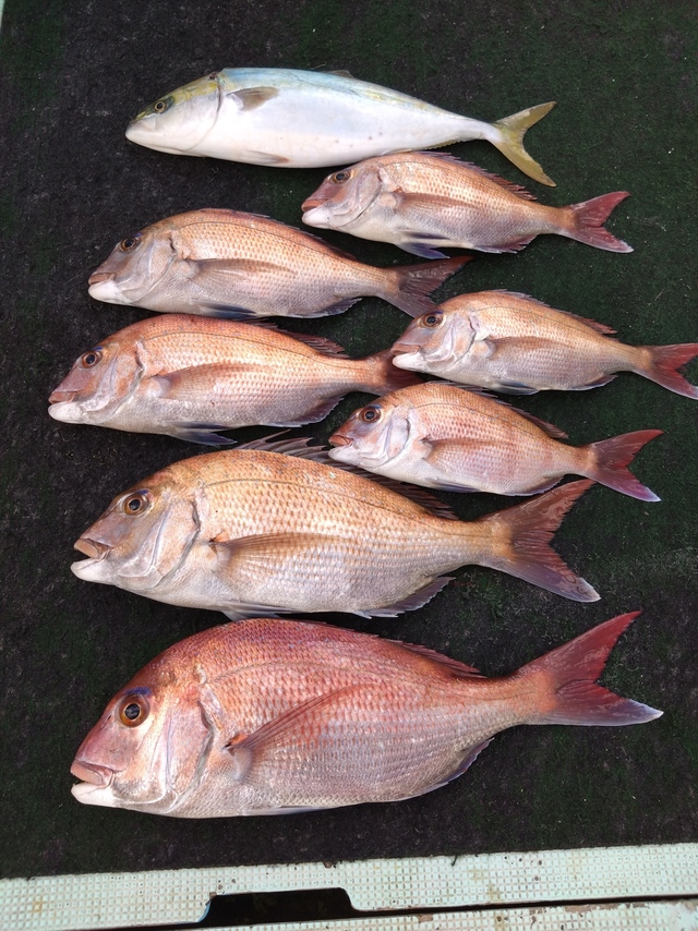 タイ(マダイ)・ハマチ(ブリ)