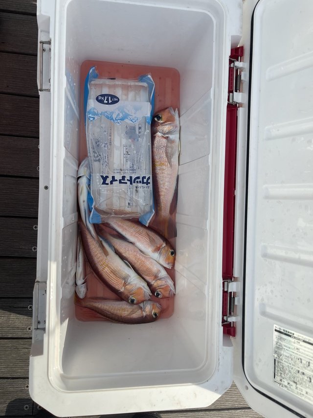 アマダイ(アカアマダイ)