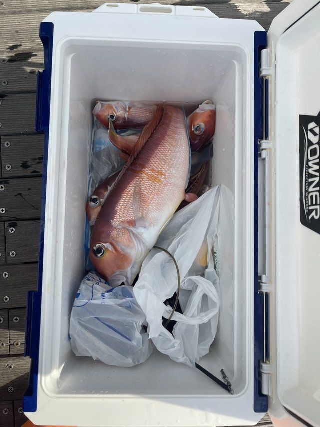 アマダイ(アカアマダイ)