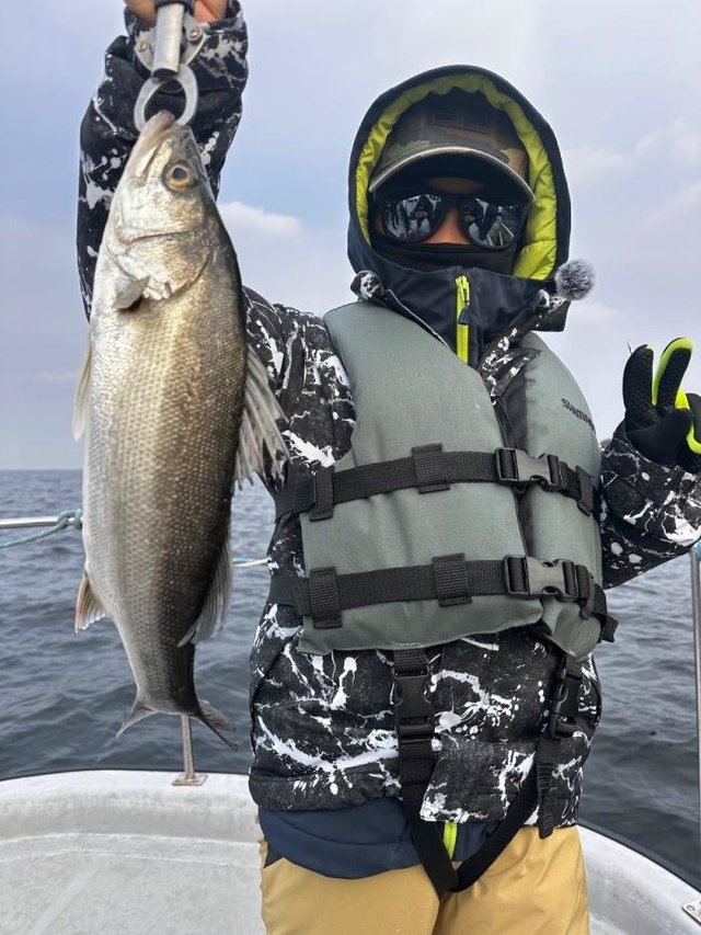 シーバス(スズキ)