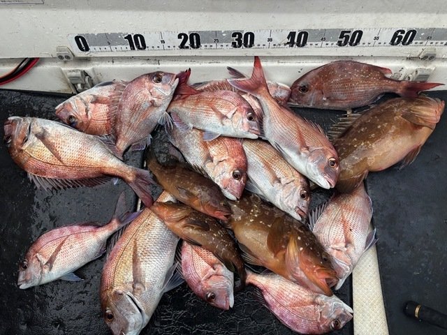 マダイ・アコウ(キジハタ)