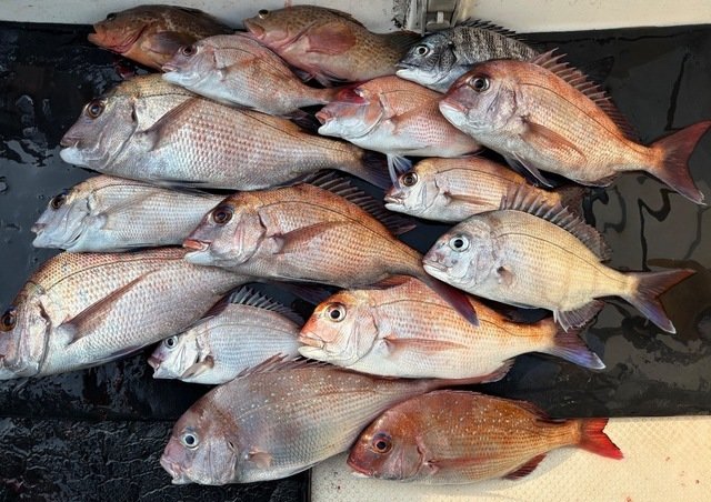 マダイ・チヌ(クロダイ)・アコウ(キジハタ)