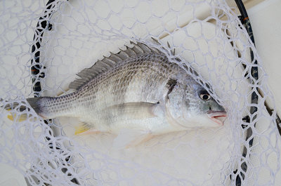 キビレ(キチヌ)