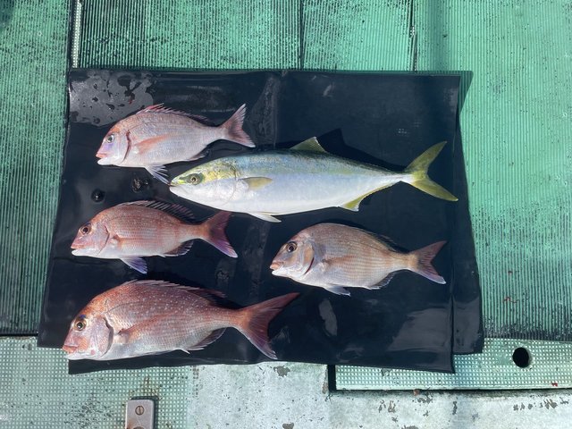 マダイ・ハマチ(ブリ)