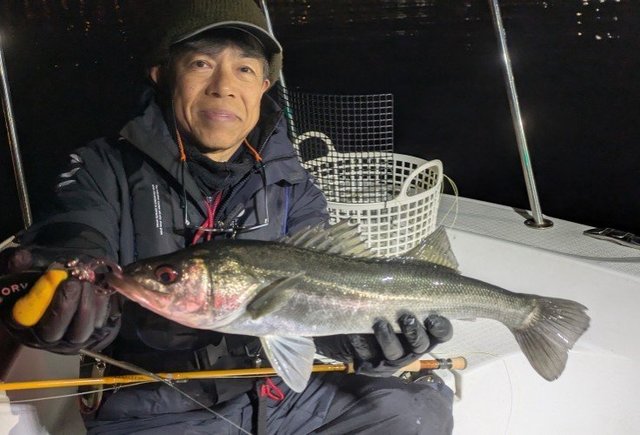 シーバス(スズキ)