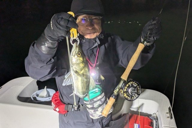 シーバス(スズキ)