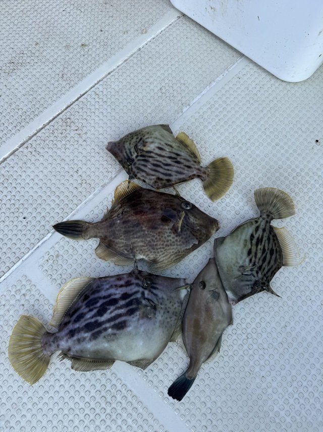 カワハギ・ウマヅラハギ