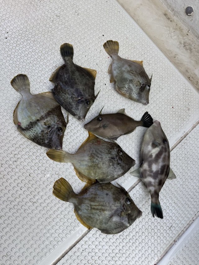 カワハギ・ウマヅラハギ