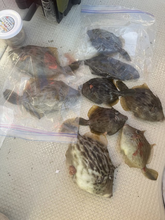 カワハギ・ウマヅラハギ