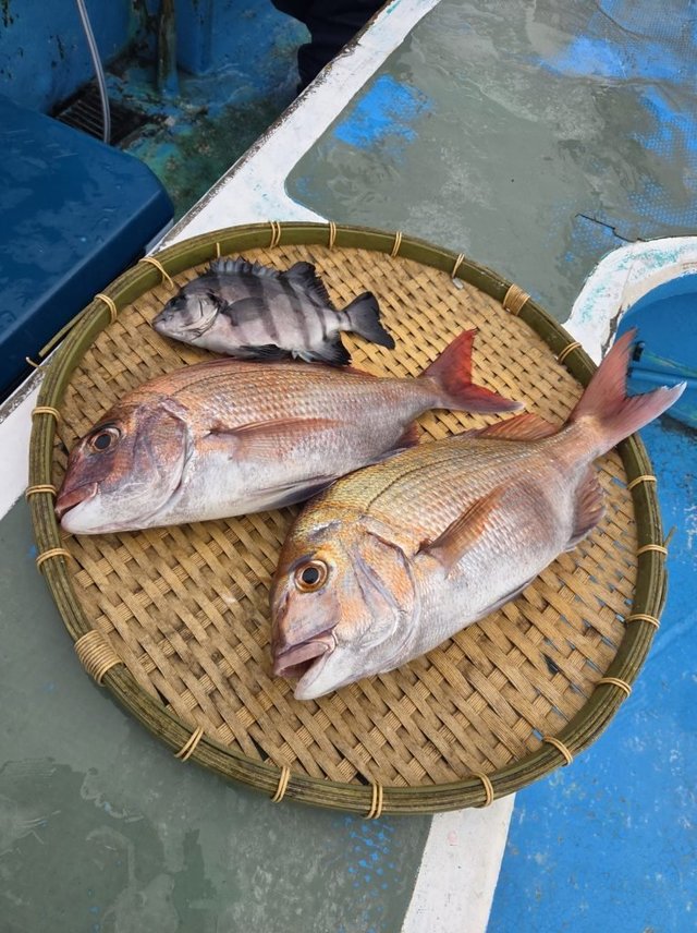 タイ(マダイ)・イシダイ