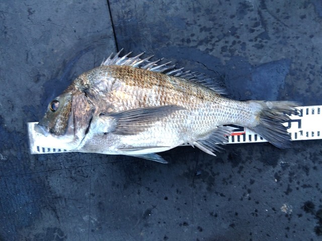 チヌ(クロダイ)