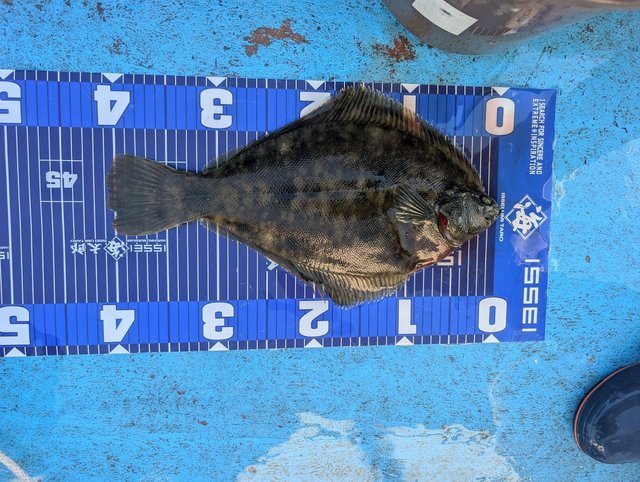 カレイ(マコガレイ)