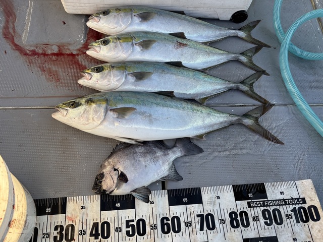 イシダイ・メジロ(ブリ)