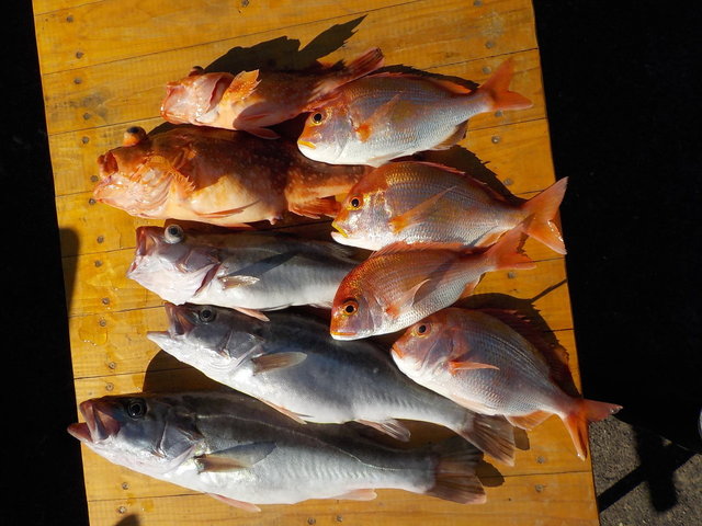 アラ・カンコ(ウッカリカサゴ)