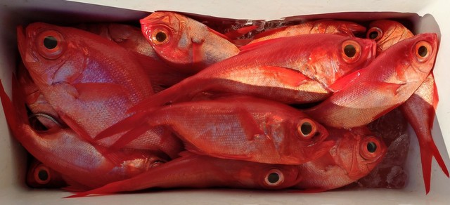 キンメ(キンメダイ)