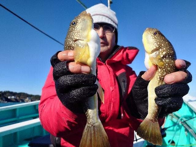 ショウサイフグ