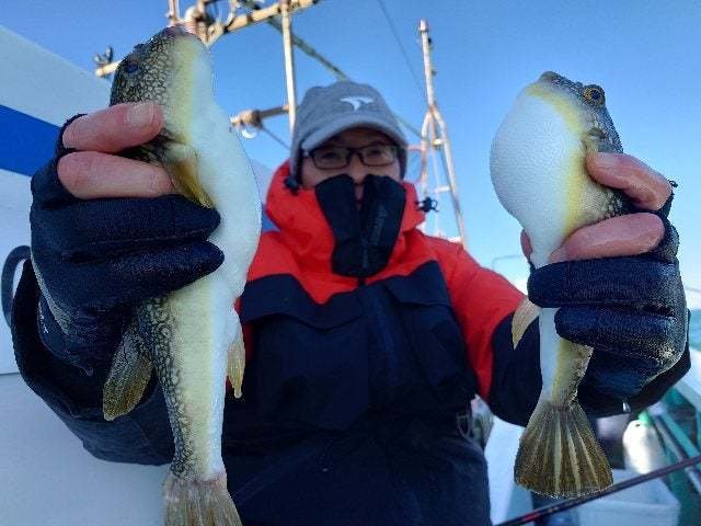 ショウサイフグ