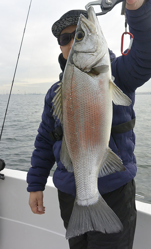 シーバス(スズキ)