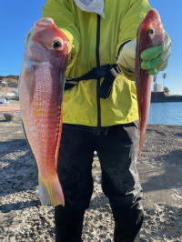 アマダイ(アカアマダイ)