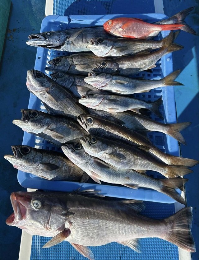 クロムツ・アカムツ