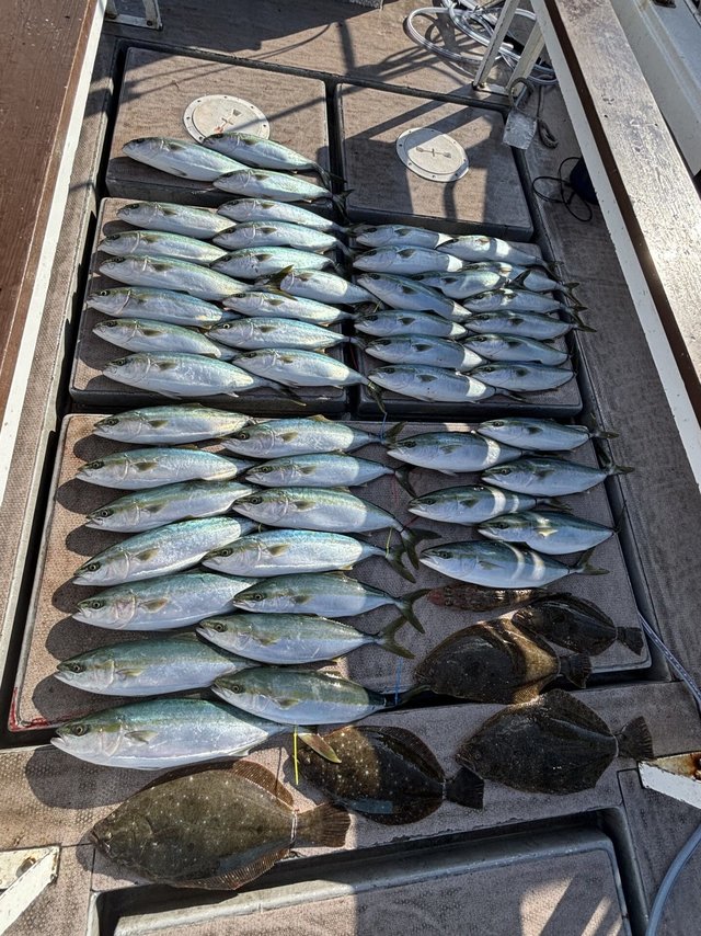 ハマチ(ブリ)・マゴチ・ヒラメ