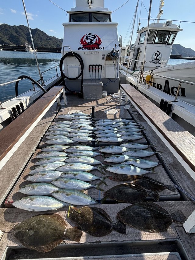 ハマチ(ブリ)・マゴチ・ヒラメ