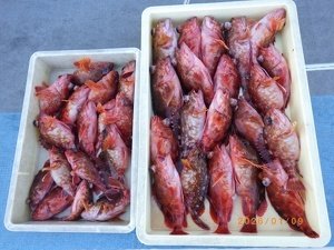 カサゴ