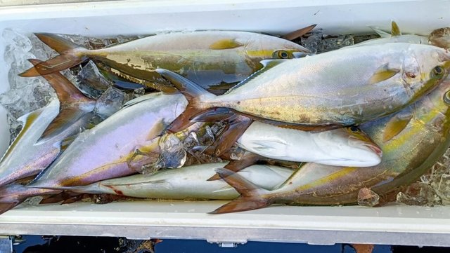 ネイリ(カンパチ)