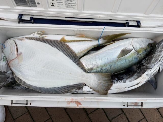 ブリ・サワラ・ヒラメ