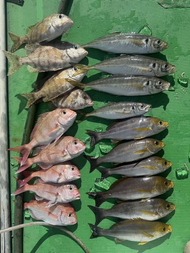 マダイ・マアジ・メイチダイ・イサギ(イサキ)