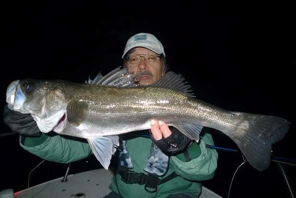 シーバス(スズキ)