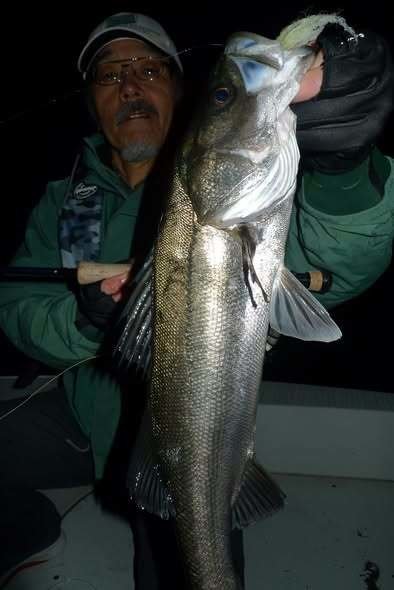 シーバス(スズキ)