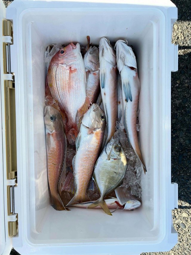 レンコダイ(キダイ)・カイワリ・シロアマダイ