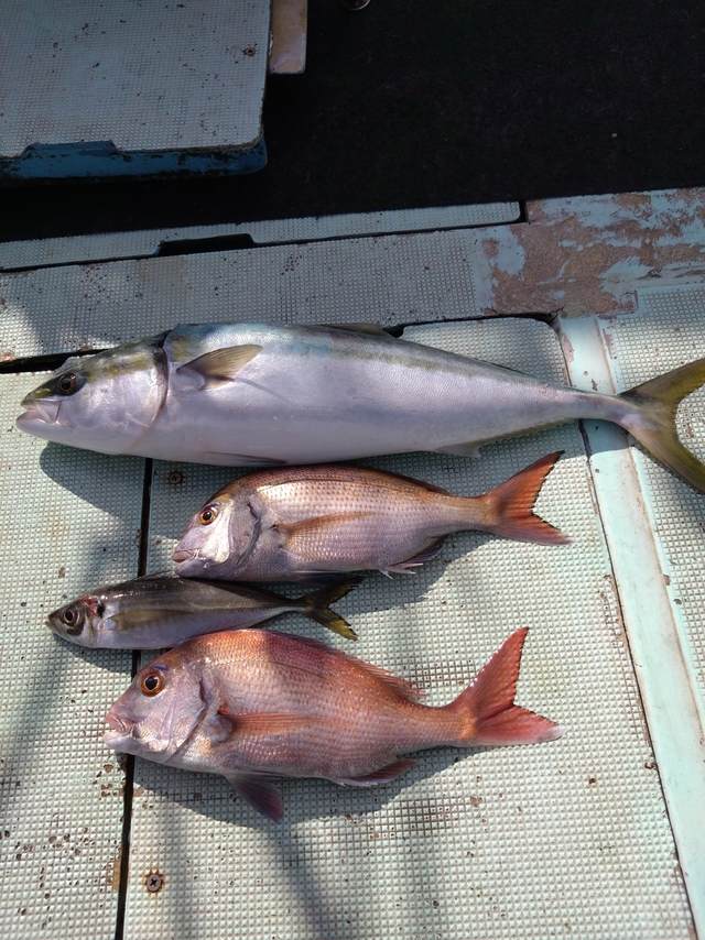 タイ(マダイ)・アジ(マアジ)・メジロ(ブリ)