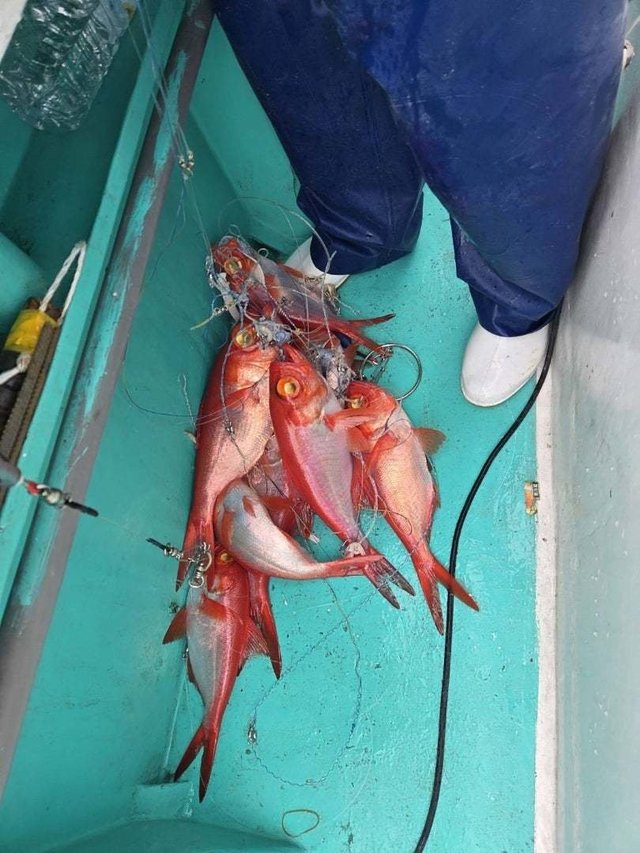 キンメ(キンメダイ)