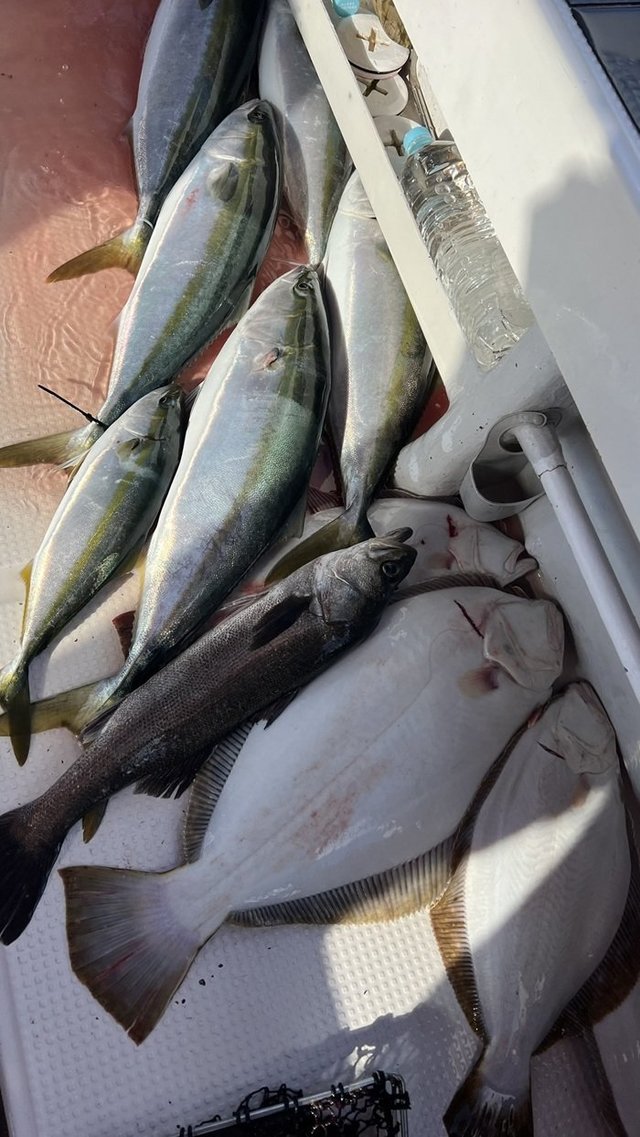 スズキ・ブリ・ハマチ(ブリ)・ヒラメ