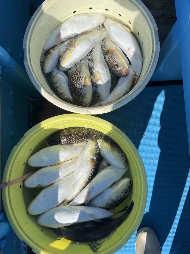 フグ(ショウサイフグ)