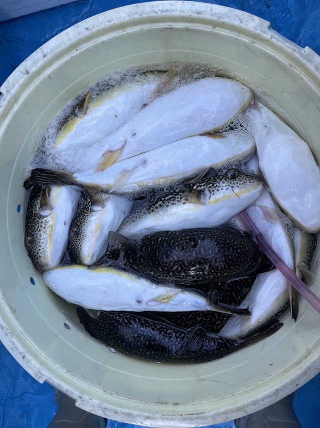 フグ(ショウサイフグ)