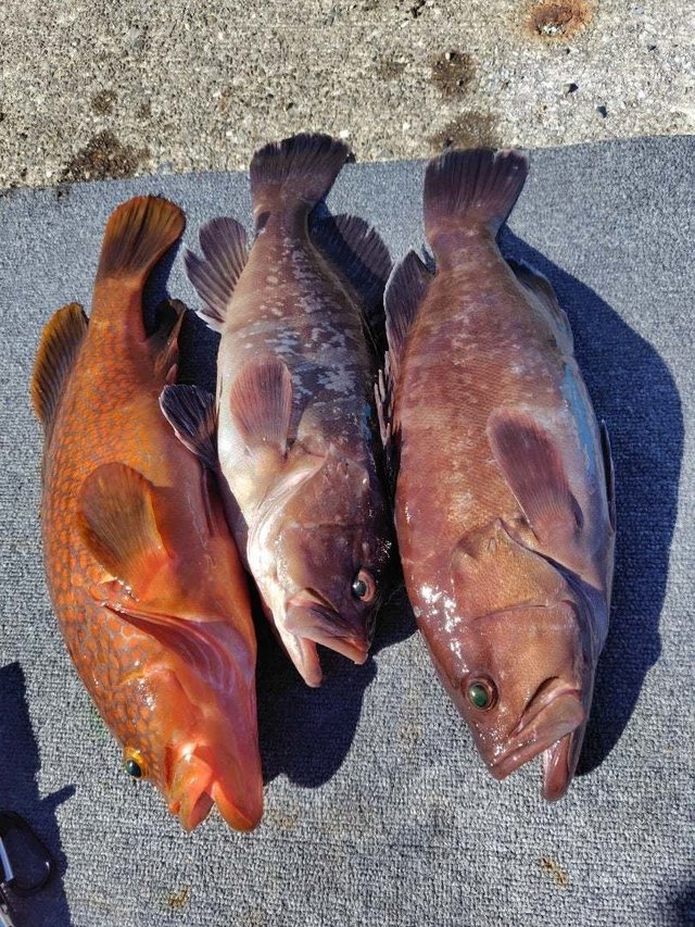 キジハタ・ハタ(マハタ)