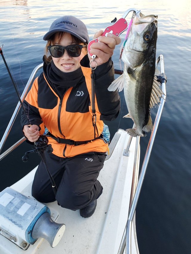 シーバス(スズキ)