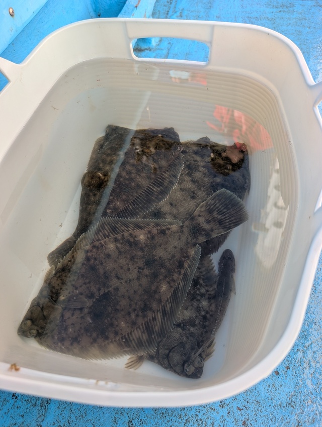 カレイ(マコガレイ)