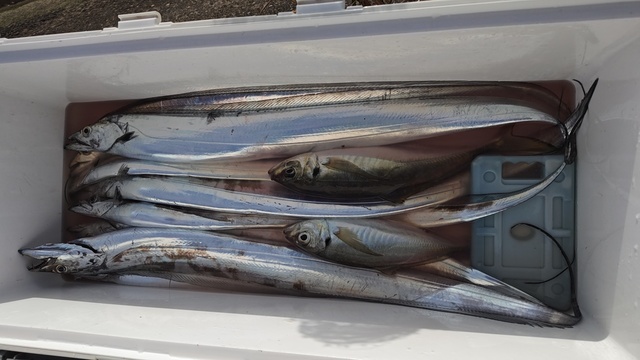 アジ(マアジ)・タチウオ