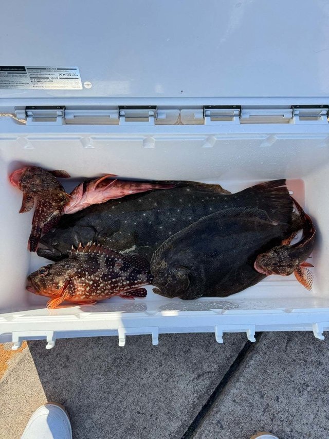 カサゴ・ヒラメ・マトウダイ・ハタ(マハタ)