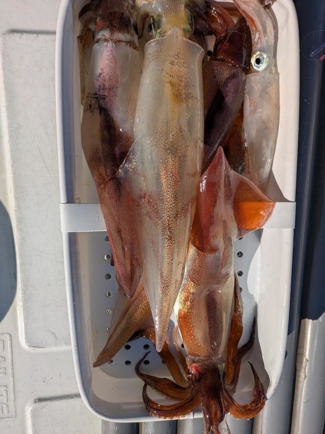 マルイカ(ケンサキイカ)・スルメイカ