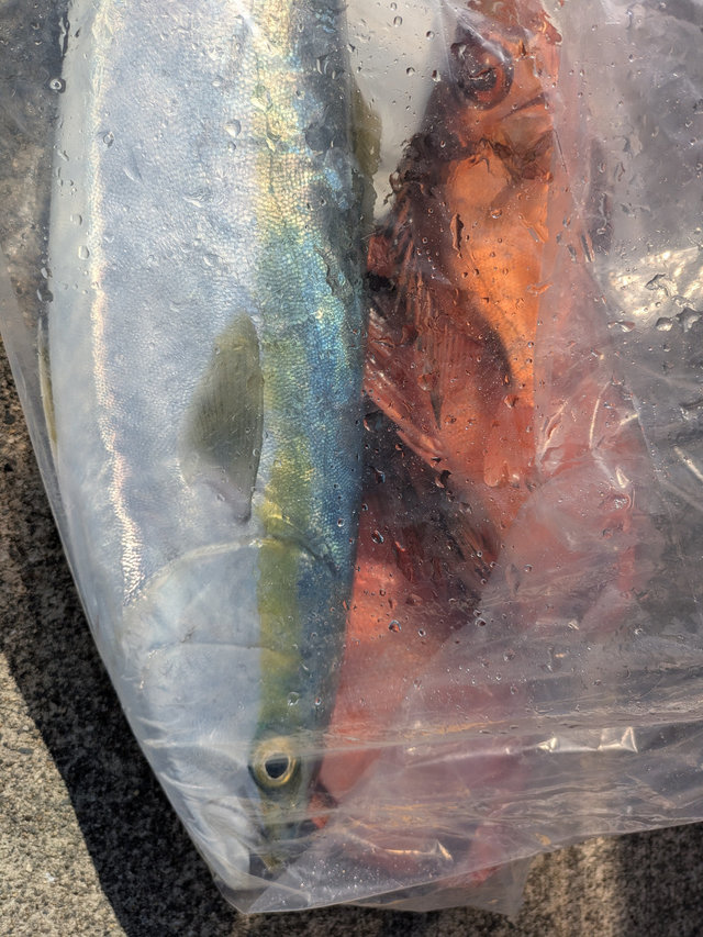 ワラサ(ブリ)・チカメ(チカメキントキ)