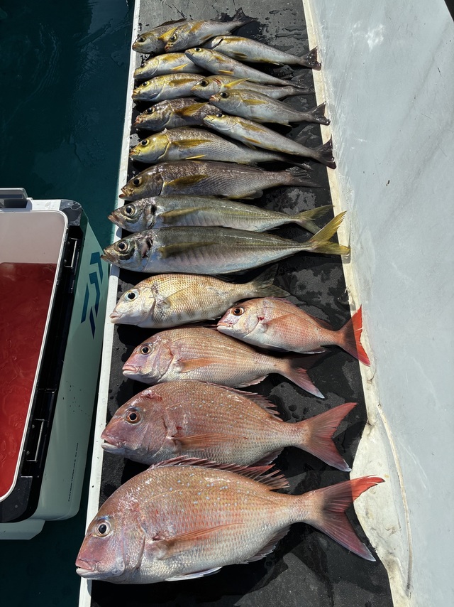 マダイ・マアジ・メイチダイ