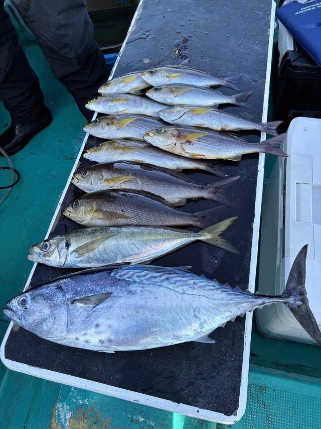 マアジ・ヤイトガツオ(スマ)