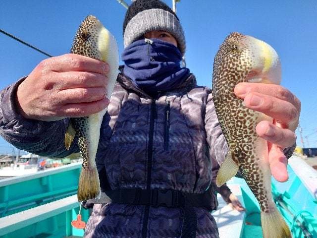 ショウサイフグ