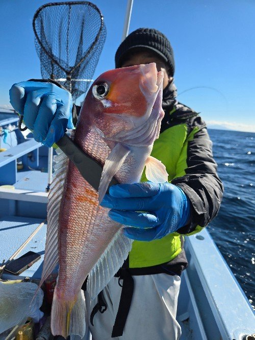 アマダイ(アカアマダイ)