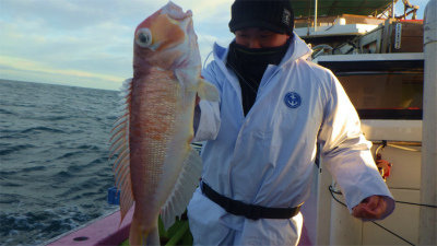 アマダイ(アカアマダイ)